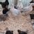 Brooder clear out 1 thumbnail