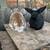 Lop bunnies 10 thumbnail