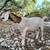Nanny goat doe 3/4 Nubian 1/4 boer 5 year old 6 thumbnail