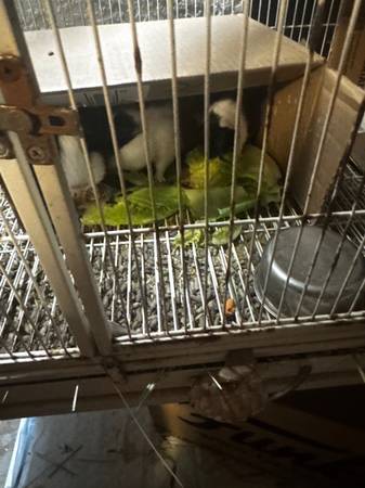 Kittens and guinea pigs (San Diego)64170247150211120