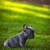 Blue French Bulldog Puppy 7 thumbnail