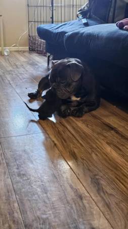Exótico nano bully (manantiales desérticos)63686534318595123