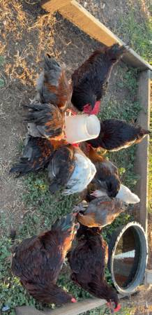 Roosters 1