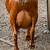 Nigerian Dwarf Doe in milk 6 thumbnail