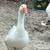 Geese 19 thumbnail