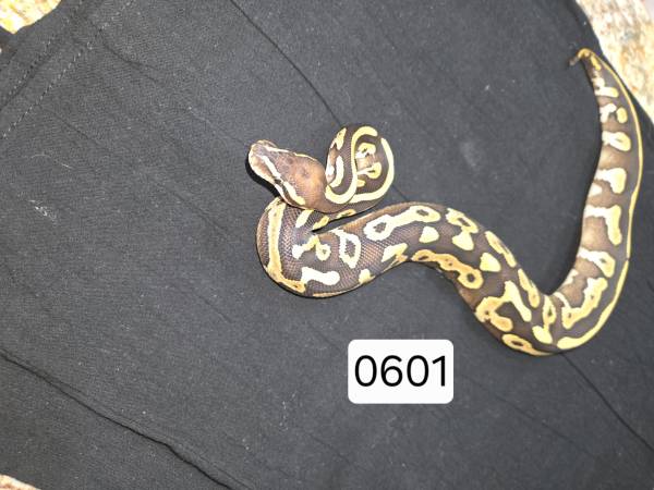 Mojave ball python 1