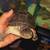 African side neck turtles 2 thumbnail