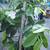LARGE GUAVA TREES /Plant Sale 9 thumbnail
