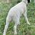 Sheep- Ram Lambs 7 thumbnail