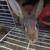 Rabbits and cages 4 thumbnail