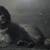Rare Sir Edwin Landseer Newfoundland Dog Print 6 thumbnail