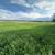 Looking for a Contractor to Cut 15 Acres of High Quality Grass Hay 2 thumbnail