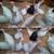 Turkeys 1 thumbnail