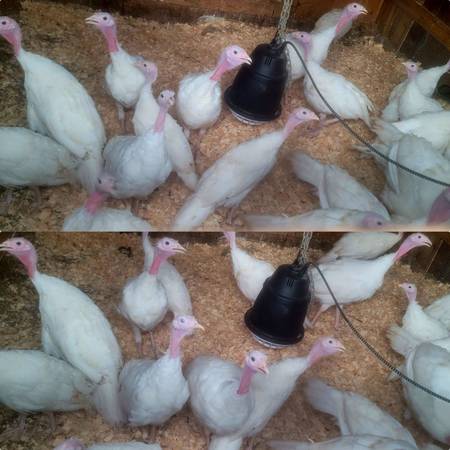 Turkeys 1