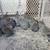 Meat rabbits 1 thumbnail