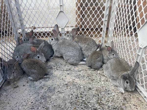 Meat rabbits 1