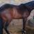 4 sale horse 8 thumbnail