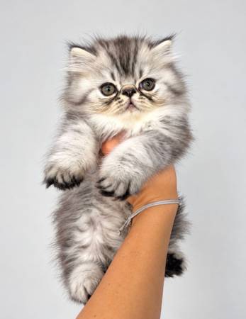 Persian kitten / kittens 1