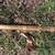 Masonic Sword 2 thumbnail