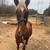 Trail Horse mare 4 thumbnail