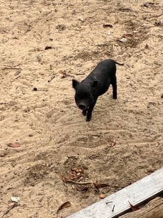 Pet Piglets63687883217025121