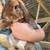 Holland lop male 2 thumbnail