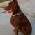 Doberman Stud 3 thumbnail
