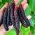 Rare Mulberry Trees, Giant black pakistan, Super Sweet! 1 thumbnail