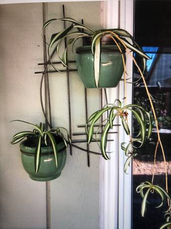 Spider plants 1