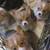 Corgi's For Adoption 1 thumbnail