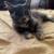 Kittens needing rehoming 1 thumbnail