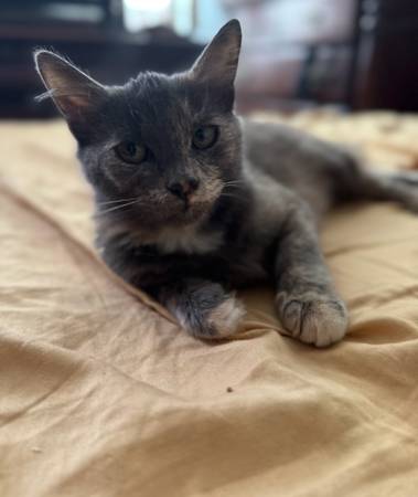 Kittens needing rehoming 1