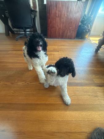 Rehoming Standard Poodle64009563511681124