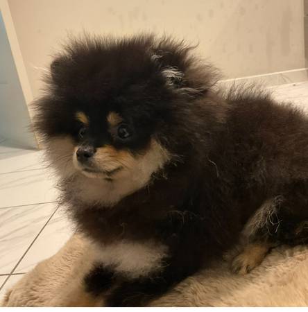 Tiny Black and Tan Pomeranian (Silver Spring)63795963016963124