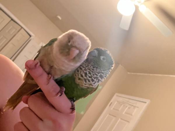 Two conures with cage 1