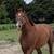 Elsie- chestnut tb mare 1 thumbnail
