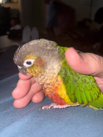 Reubicación de una Conure de mejillas verdes con laterales amarillos (Maryville)