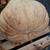200-400LB PUMPKINS 10 thumbnail