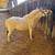 Registered Miniature Horse Colt 4 thumbnail