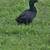 Ducks/Rooster 1 thumbnail