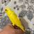 Parrotlet 2 thumbnail