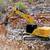 **LICENSED CONTRACTOR**GRADING,DEMOLITION,CERTIFIEDPAD,SITEPREP,BOBCAT 3 thumbnail