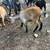 Need GOATS gone 9 thumbnail