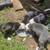 Pitbull pups need Rehoming (american blue) 6 thumbnail