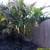 Curly/Sentry Palms  /////  HOWEA belmoreana 8 thumbnail