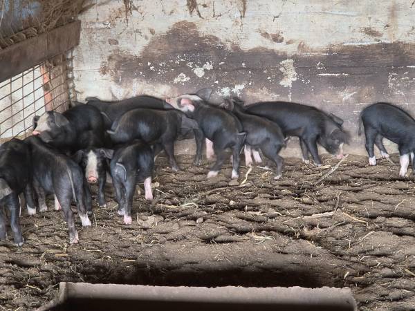 Feeder pigs 1
