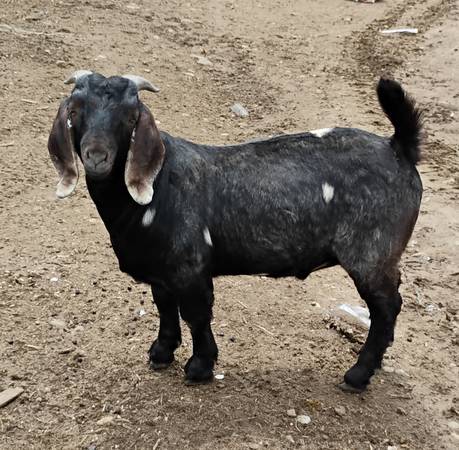Boer Goats 1