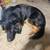 Two Loving Dogs Need a New Home – Goldendoodle & German Shepherd ($100 for eac 9 thumbnail
