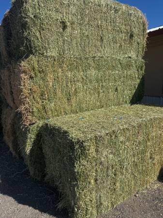 Alfalfa 1
