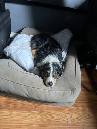 Perdieron Australian Shepard (Palm Spring)63658084970627123